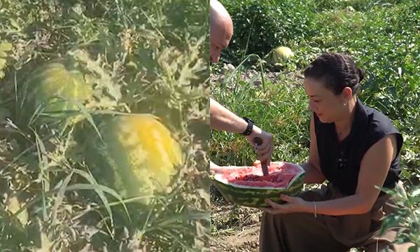 Başkan Sengel devreye girdi, karpuz tarlada kalmadı